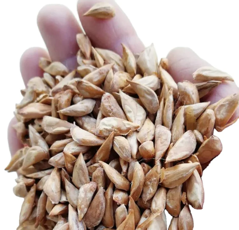 Natural dried clean mature cedrus deodara seeds for planting