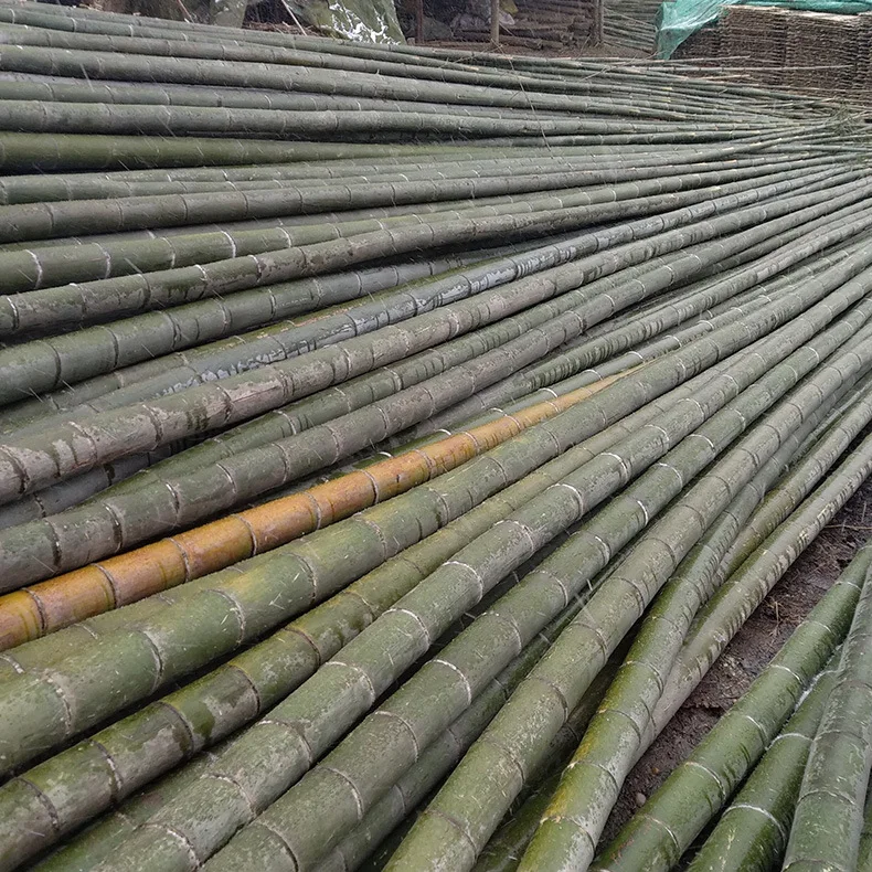 Decorative Building Large Dry Moso Natural Black Bamboo Cane