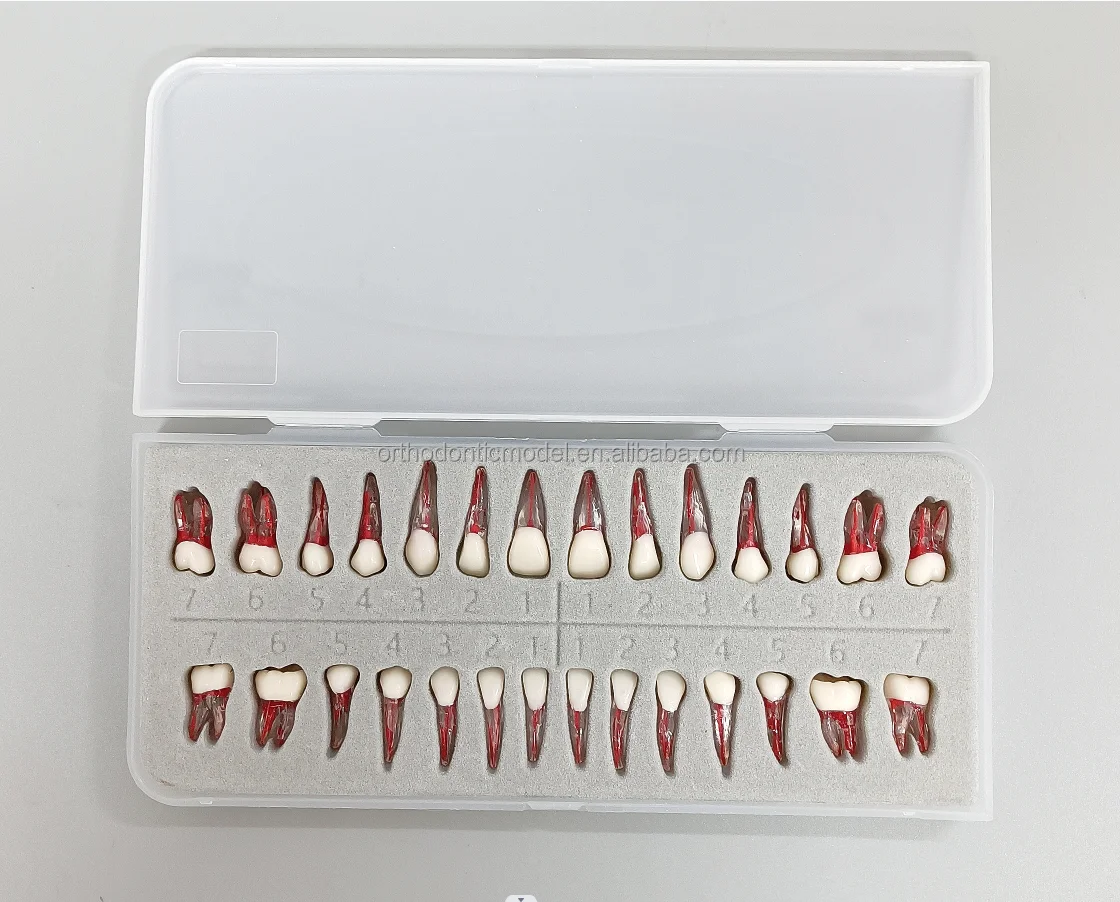 3D Dental Root  Teeth Model Orthodontic Endodontic Teeth Dental Endodontic Rotary Files Typodont Teeth Dentistry Materials