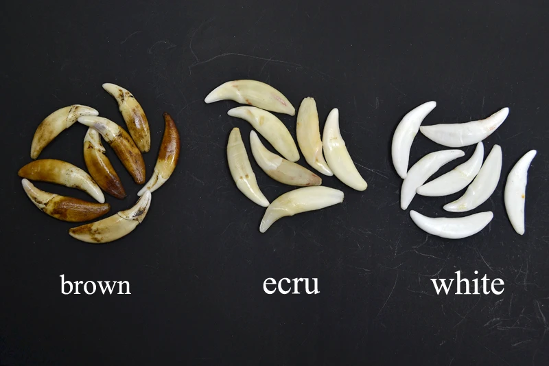 YZ002 Tibetan style Fake wolf bone beads Jewelry accessories natural DIY beads Unperforated Teeth beads for jewelry making