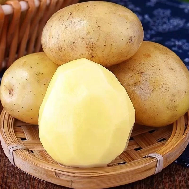 Экспорт картофеля профессиональный экспортер Заводская Цена