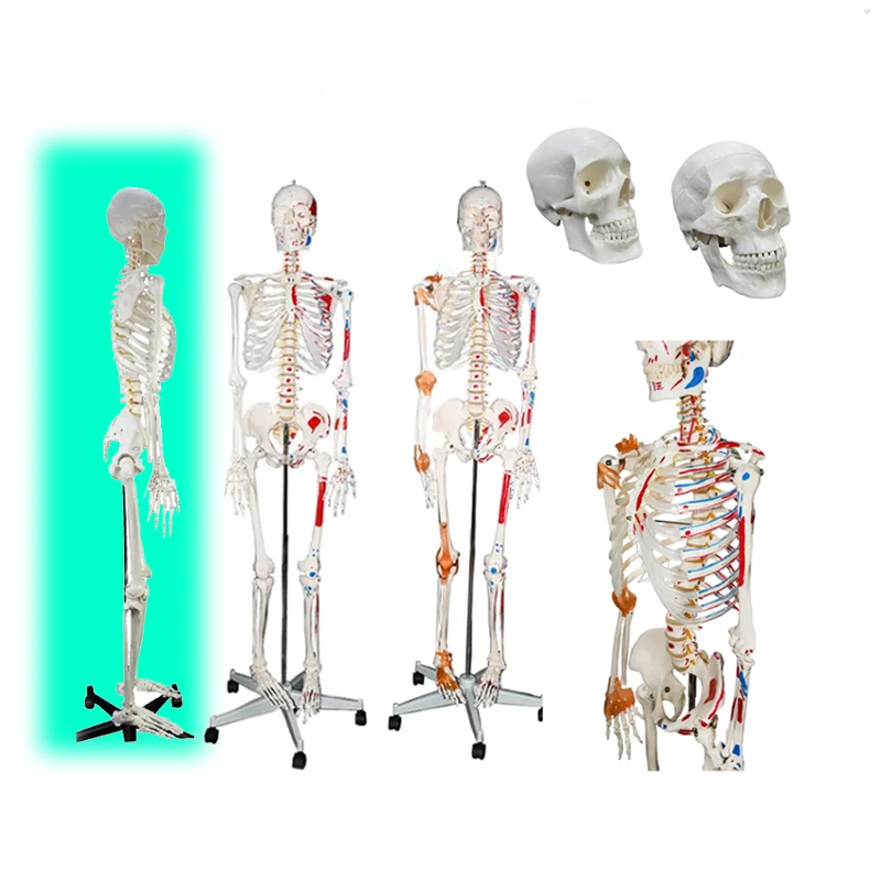 180cm human anatomical skeleton model with ligament, colored human life size skeleton model, plastic skeleton