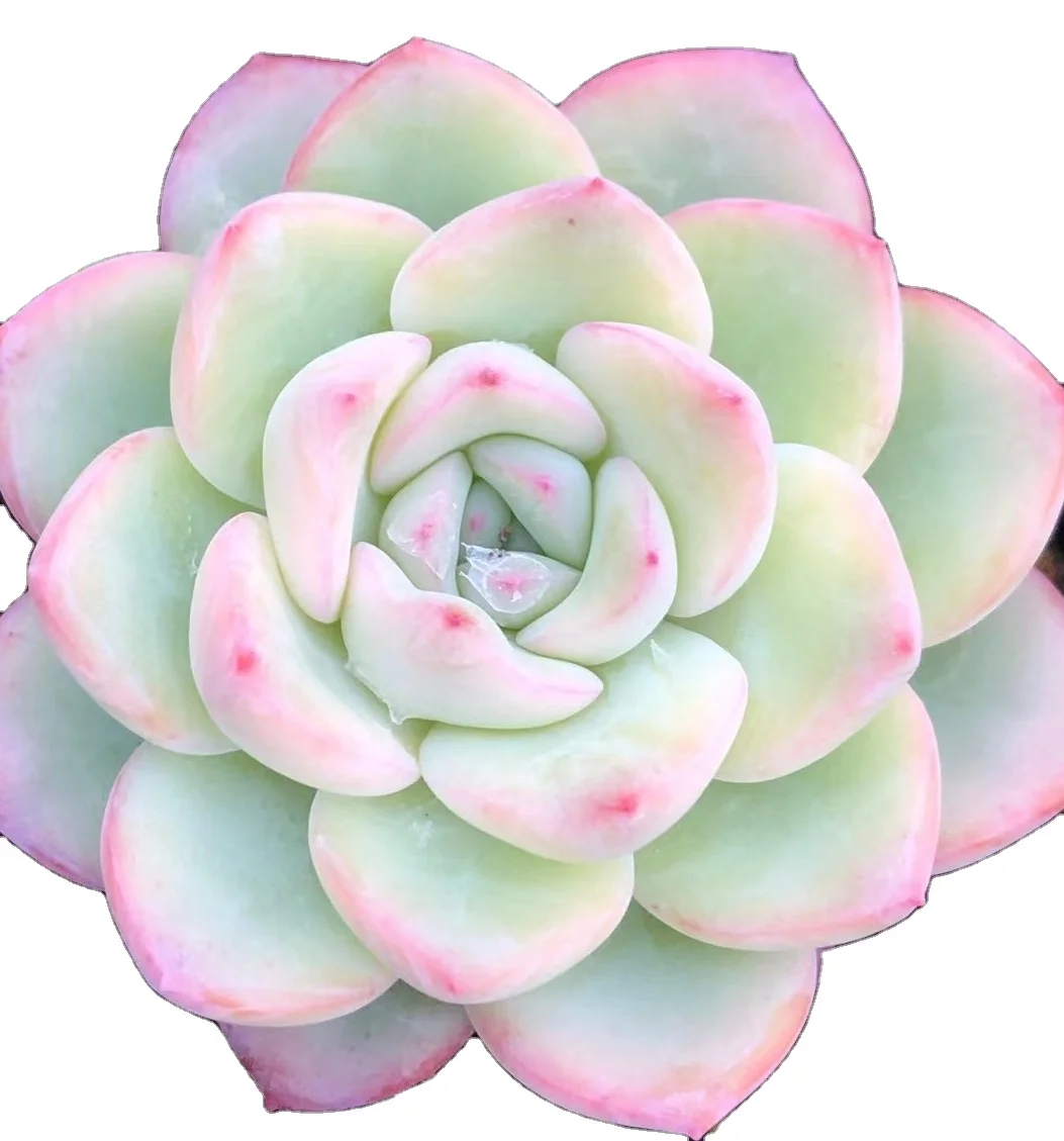 Wholesale indoor home decorative succulent