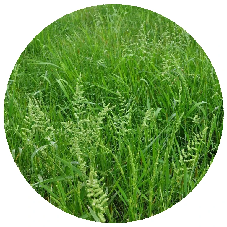 Лучшая цена, высокое качество, семена цинодона дактилона, легко растут в условиях засухи, семена травы