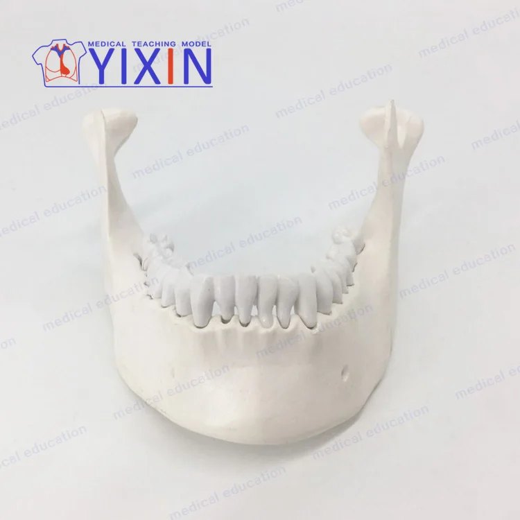 YIXIN/ Customizable lower jaw model with tooth for education training,dental tooth model