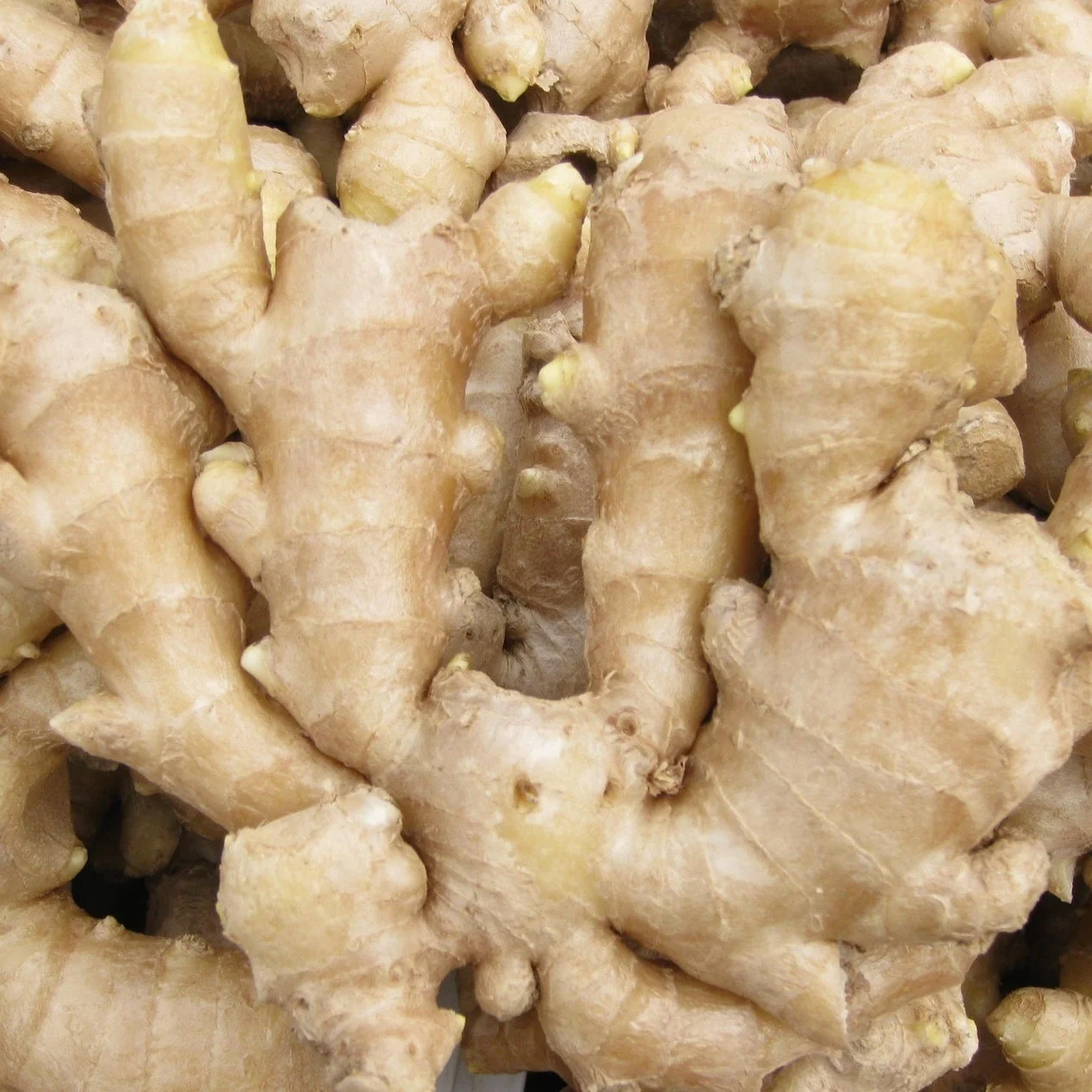 2024 fresh ginger 10kg carton box packed ginger export 100g+ bulk packed cheap price ginger
