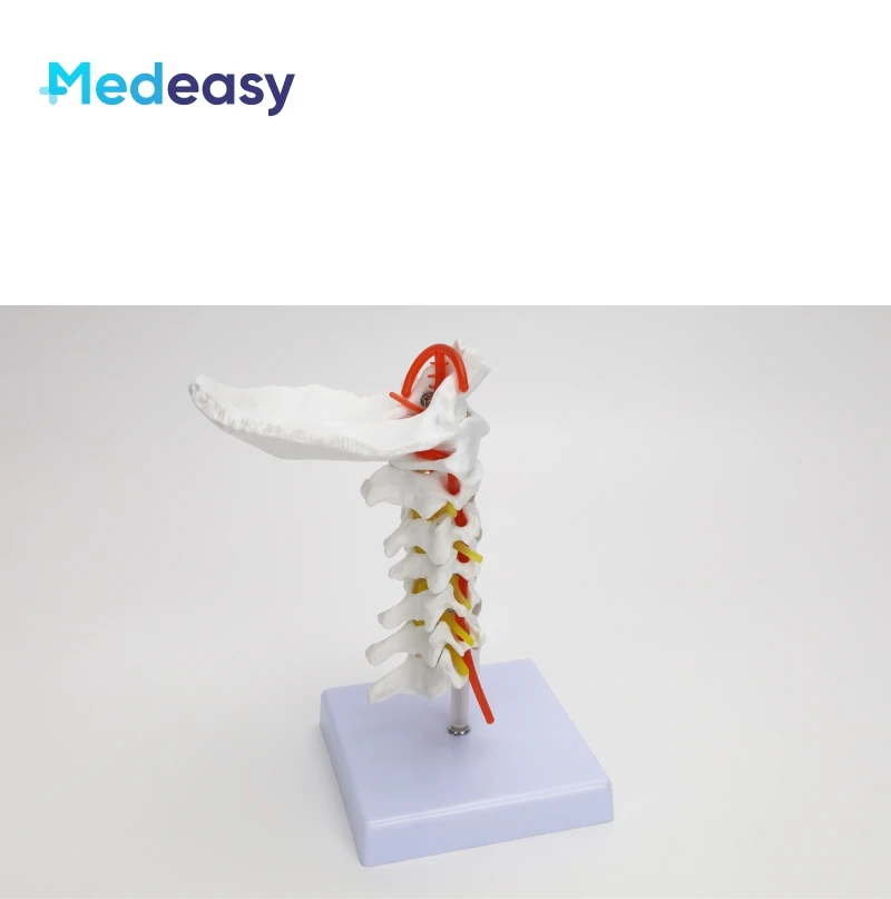 Human Cervical Vertebra Model with Carotid Artery, Cervical Spine Column Model