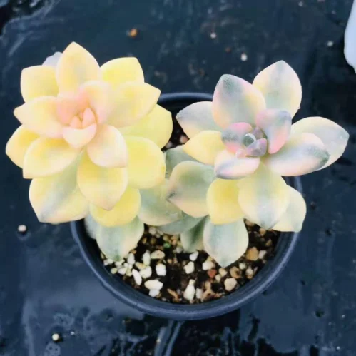 Indoor perennial nature product Succulent plant Pachyphytum spp.