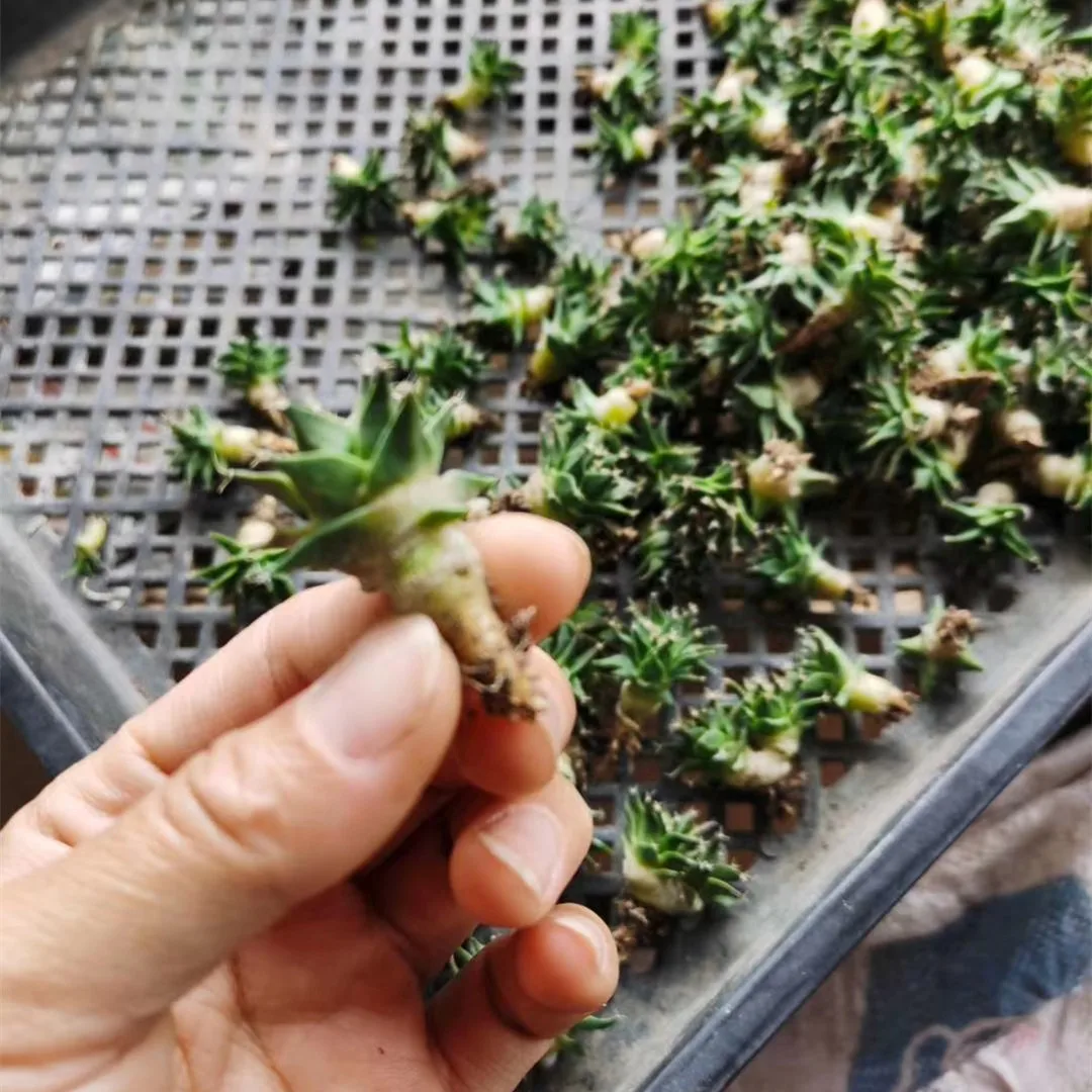 
Wholesale cactus real cactus natural plant woody plants blooming cactus 