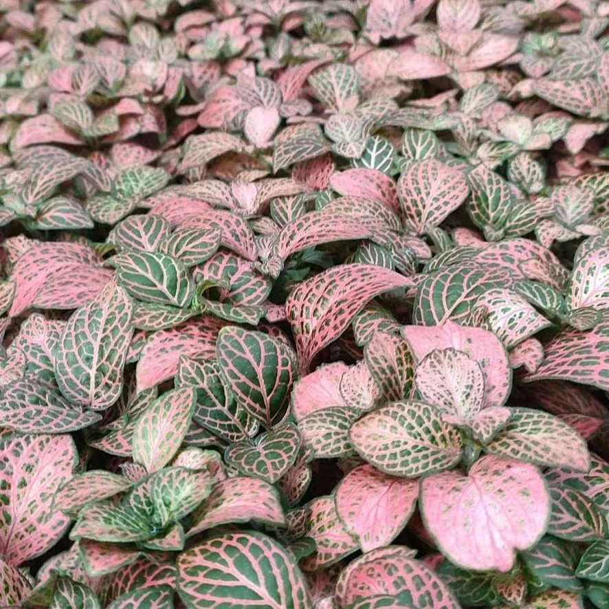 Культура тканей растений рассады