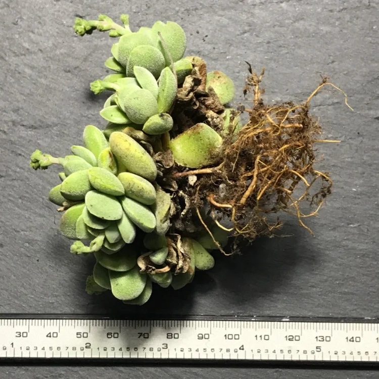 
2020 new style live succulents plants suppliers provide where to buy korean succulents 