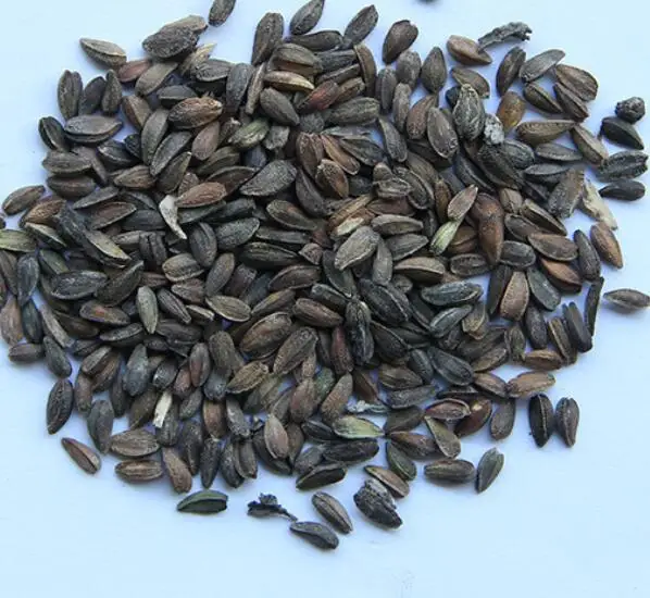 Fei zhou ju dry vegetable Natural Transvaal or Gerbera daisy Gebera Jamesonii seeds