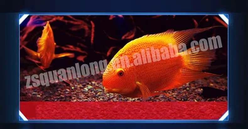 Quanlong T8 submersible led lamp aquarium tanning light for arowana