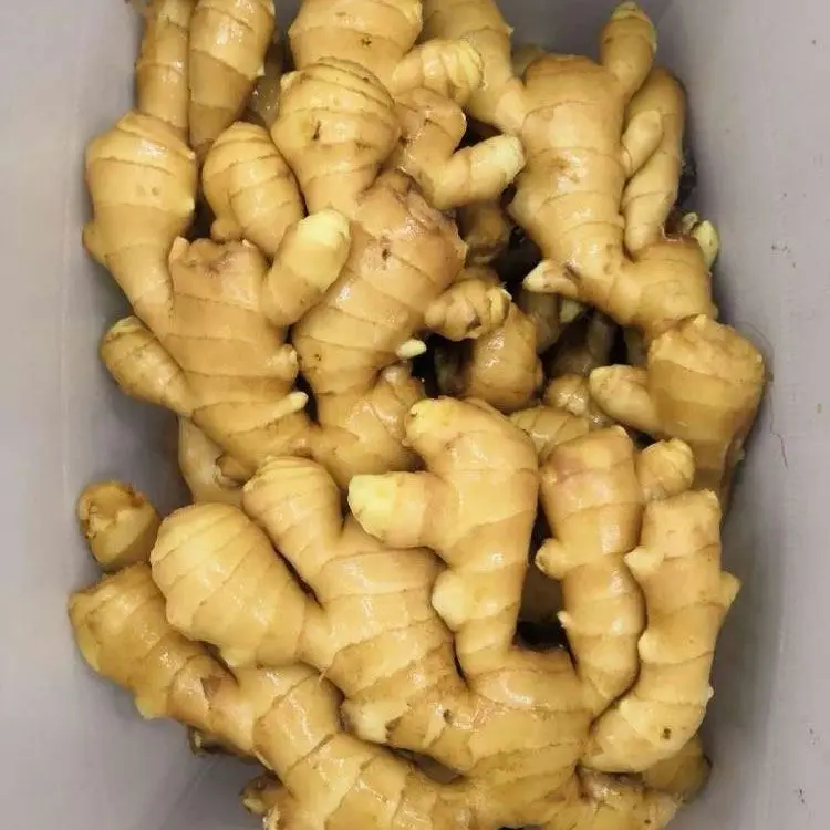 
Wholesale New Crop Ginger with Export Fresh Ginger 