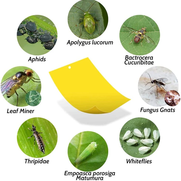 fly glue trap anti moustique aphids white flies fruit fly catcher