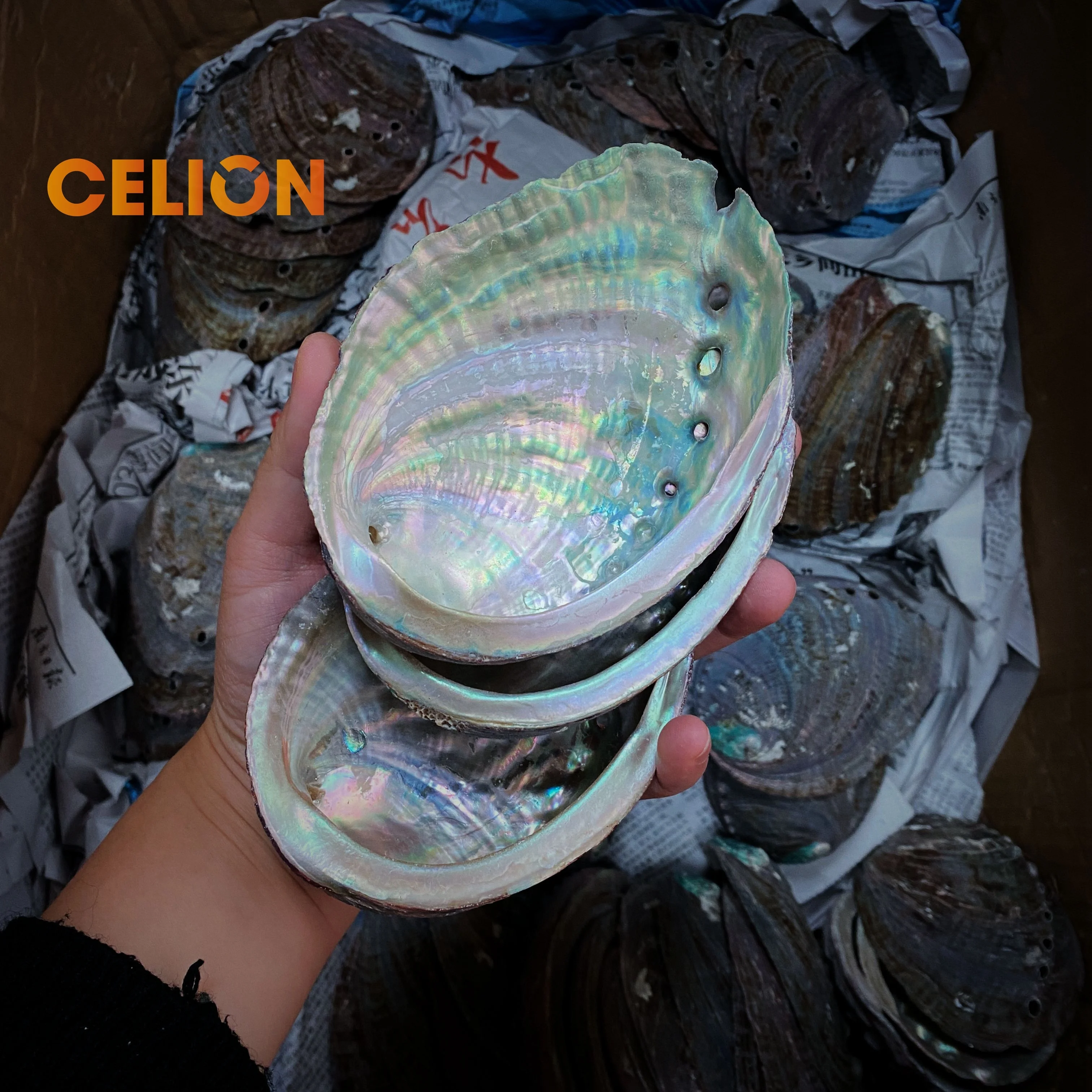 CELION Фабрика оптовая продажа натуральные материалы 4 дюйма ушка оболочек для растушевки