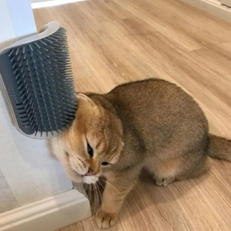 Eaynon Pet Grooming Cleaning Tools Wholesale Hair Scraper Massager Remover Corner fixed with cat brush