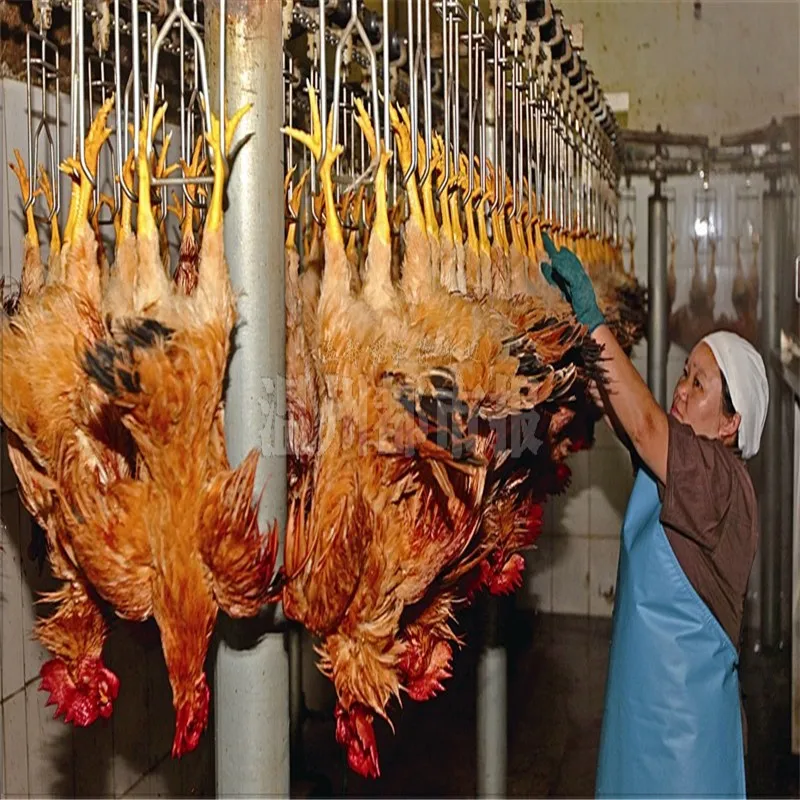 Modern Chicken Meat Processing Factory Amazing Poultry Processing Machines