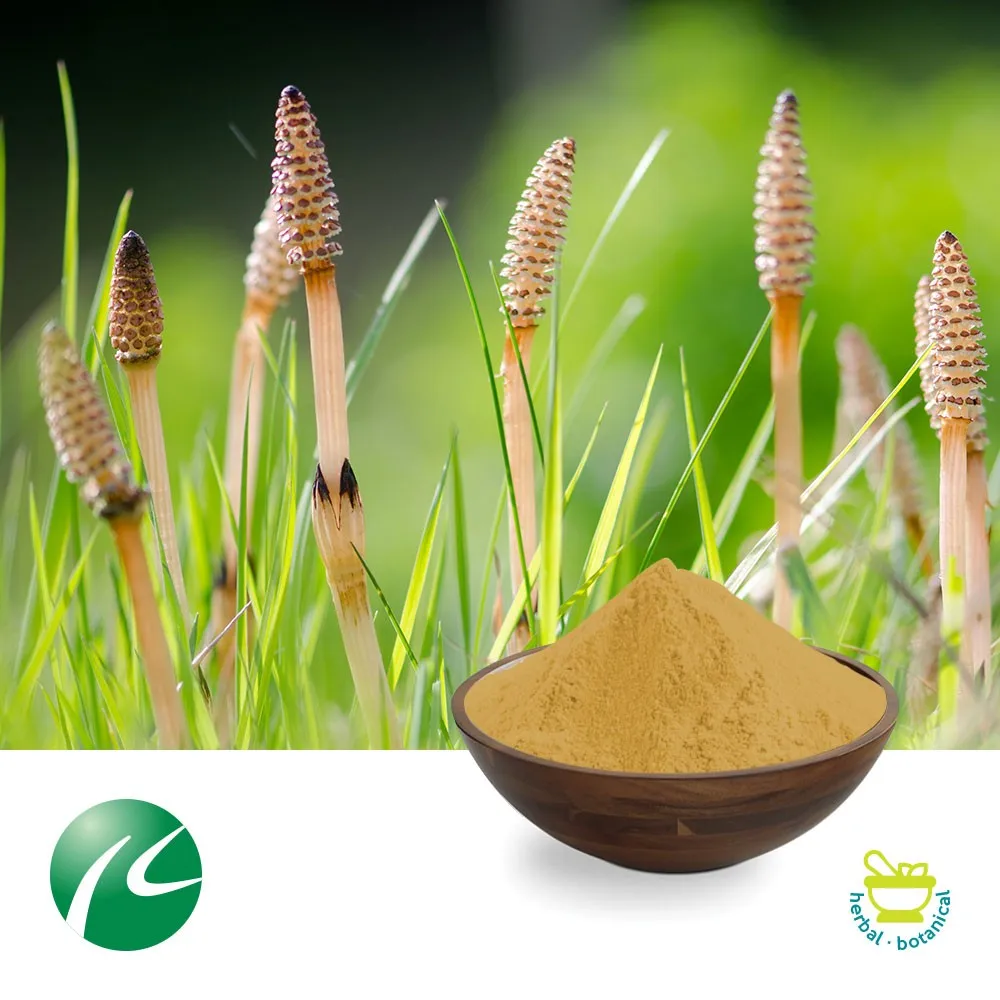Health Herbal Supplement Horsetail Extract 10:1 Silica Powder From Equisetum arvense