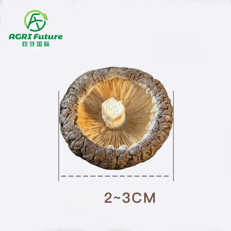 Factory Wholesale Good Quality Dried Small Shiitake