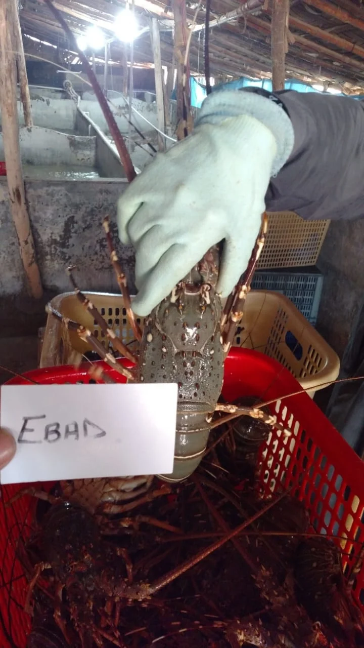 
High Export Quality Live Lobster Available - Alive Bamboo Lobster for Hong Kong - Fresh Rock Lobster for China 