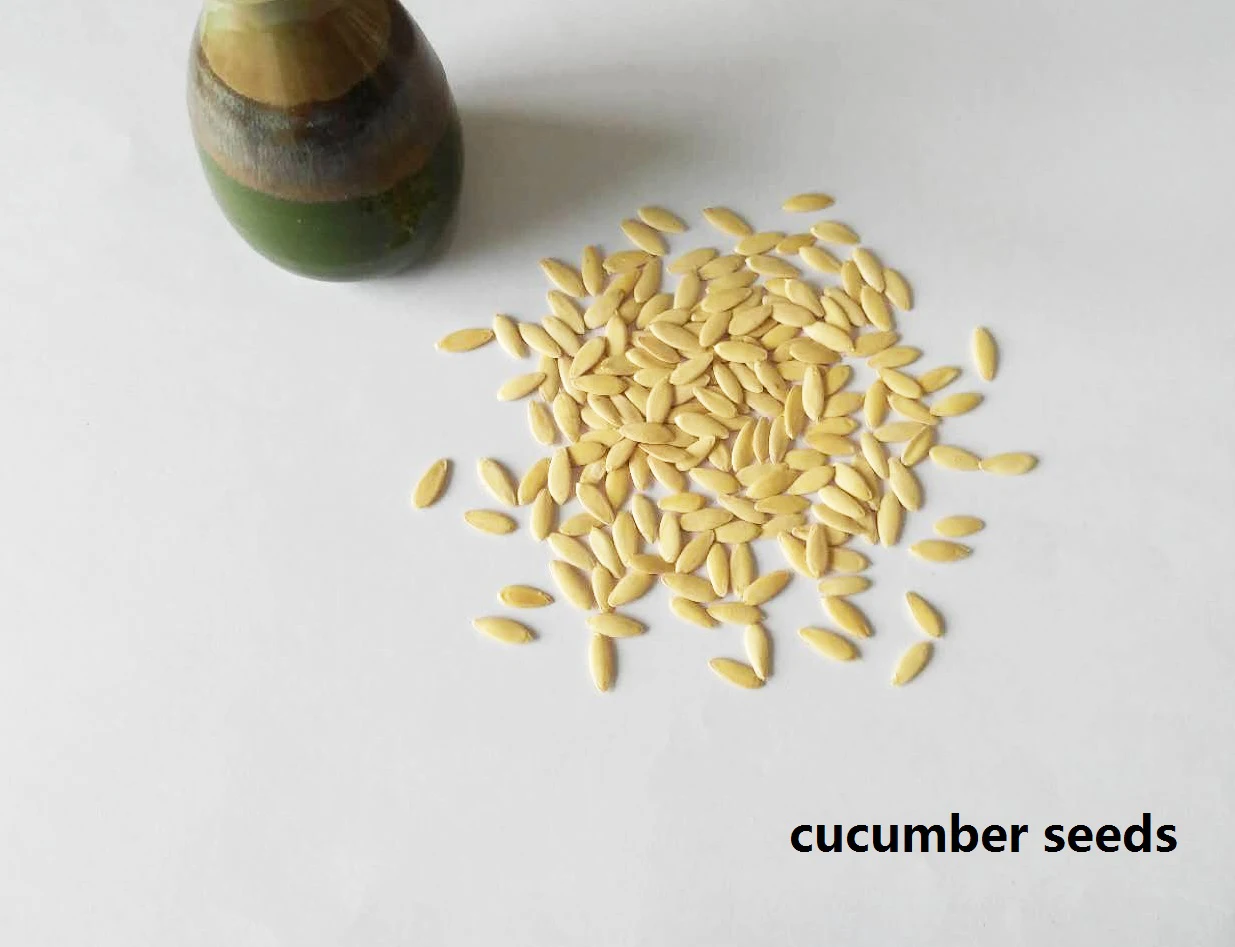 Chinese new-bred cucumber hybrid seeds SXC No.1
