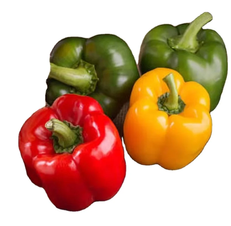 fresh sweet bell pepper fresh coloured capsicum green red yellow bell pepper