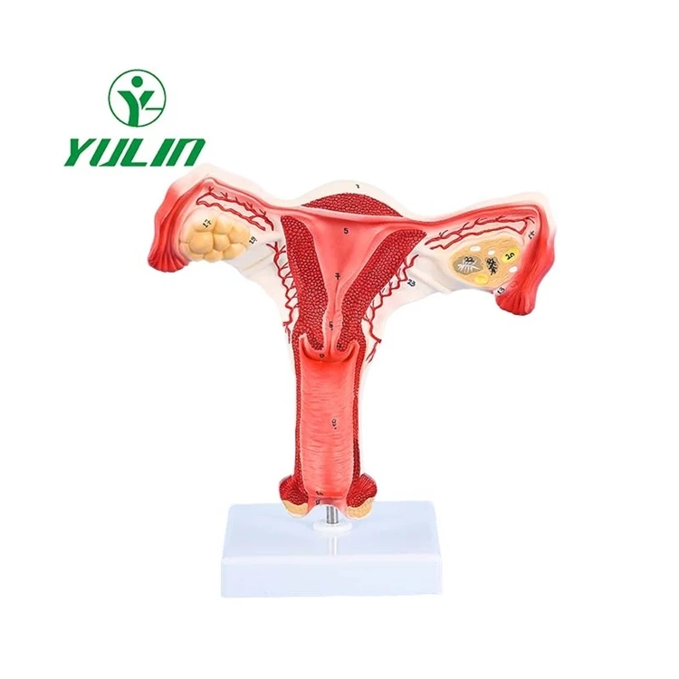 Factory Medical teaching 1:1 female reproductive organ model PVC anatomical model Organ model  teaching equipment