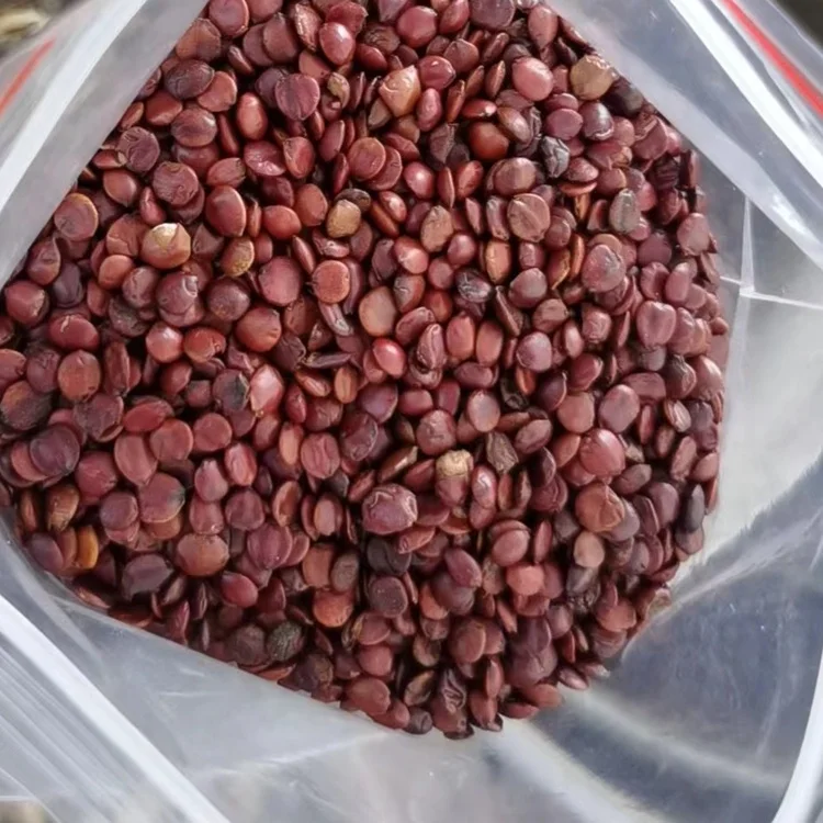 suan zao ren ziziphi seeds dried spina date seed natural organic seed of wild jujube