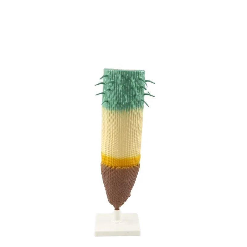 High quality PVC plant root model Monocot root tip cross and longitudinal section model