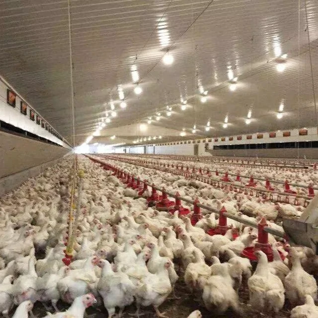 High Quality Fully Automatic Broiler Farm Chicken Feeding Line for Poultry Feed System