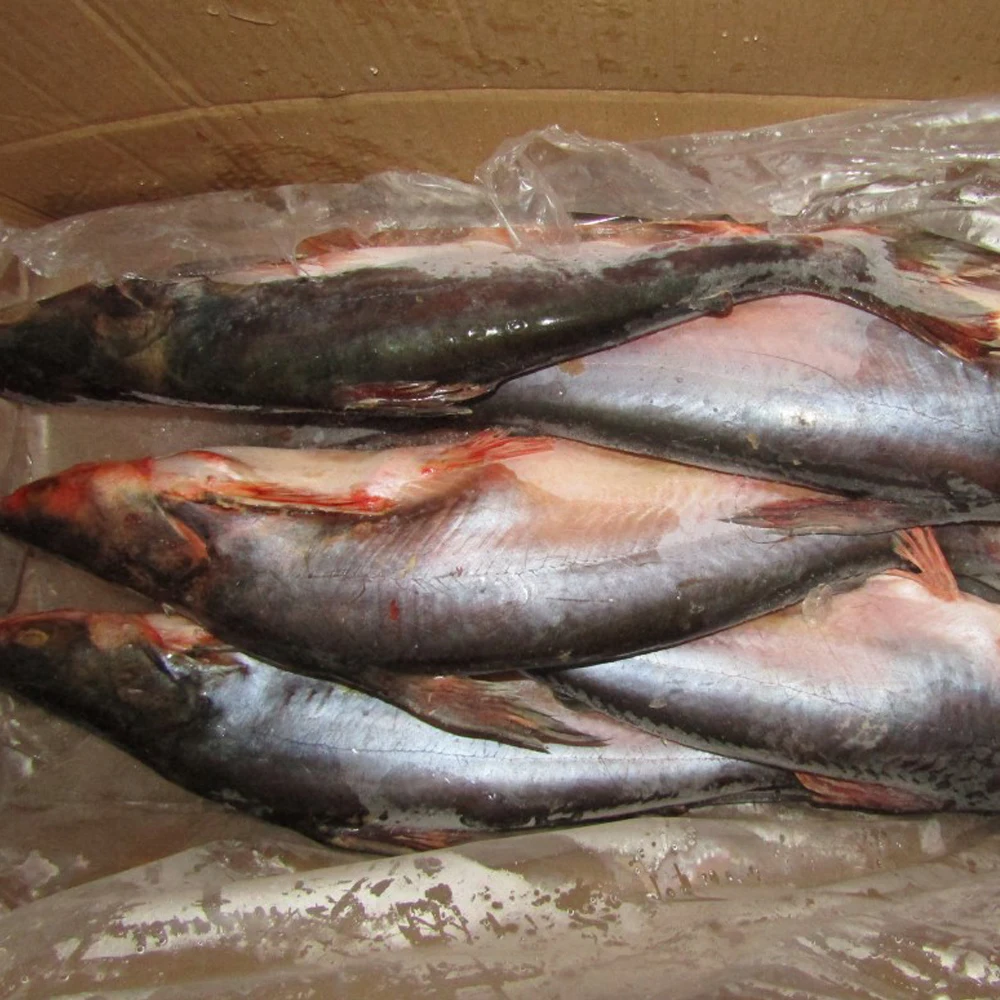 
STOCK BASA FISH VIETNAM FOR EU MARKET FROM MANUFACTURER WITH GOOD QUALITY AND FACTORY PRICE 