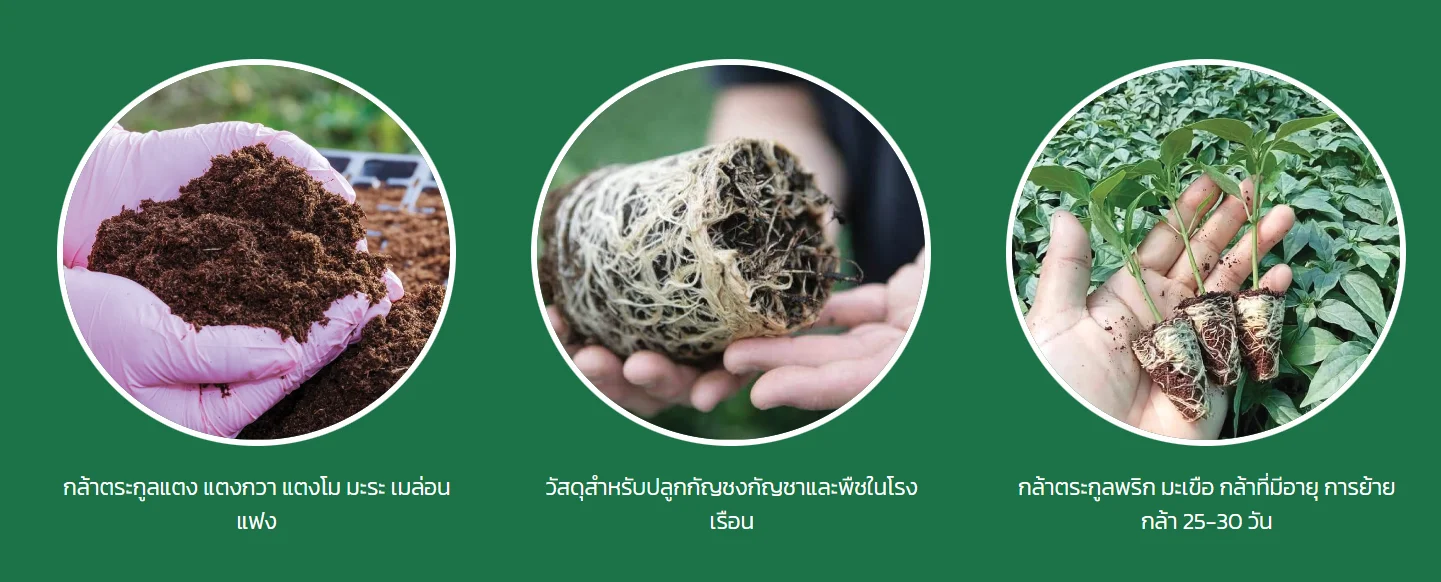 Peat Moss Made From Coconut Coir That Has Been Conditioned To Suit Plant Growth Can Be Used To Grow All Types Of Seeds