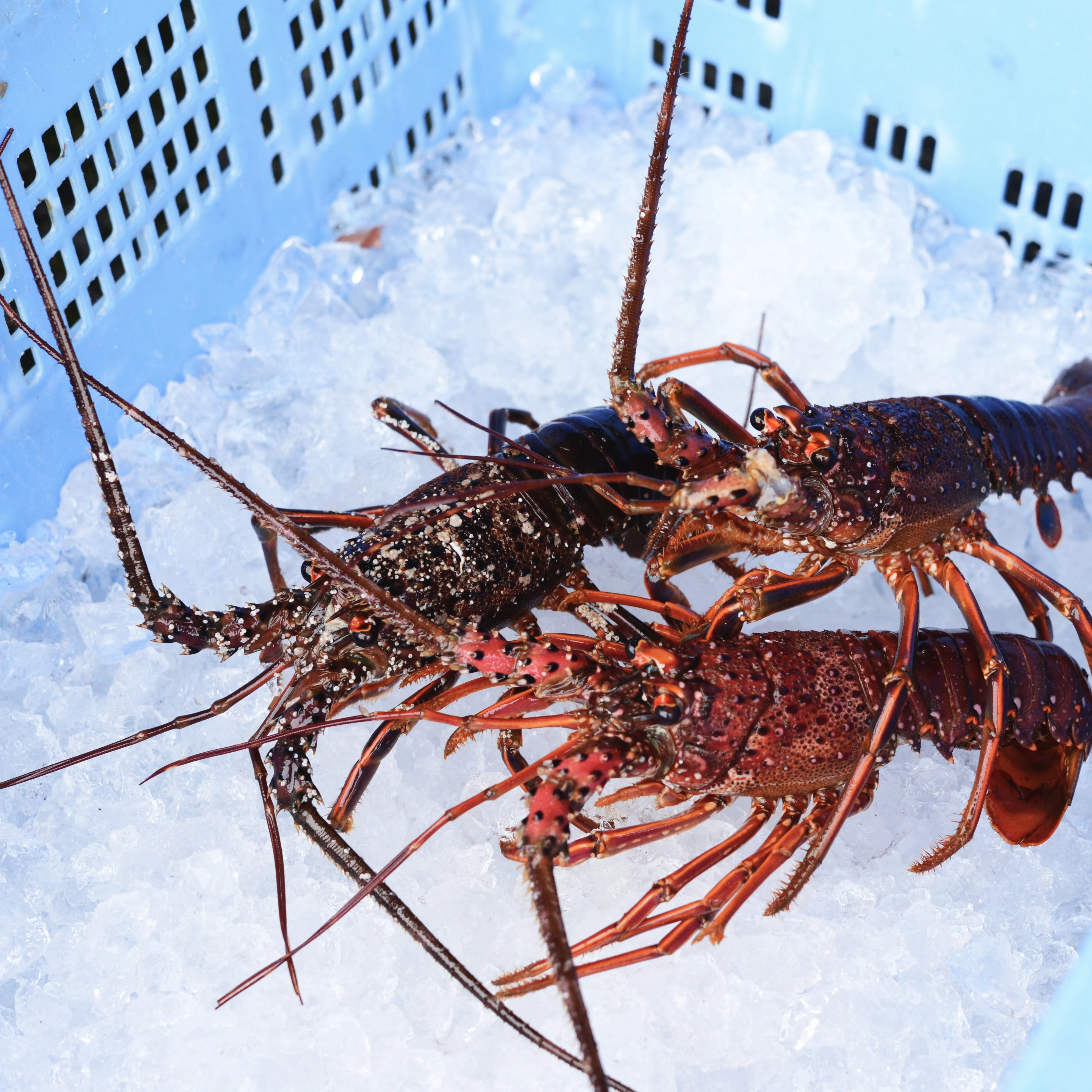 Refreshingly sweet gift bulk packaging price frozen whole lobster
