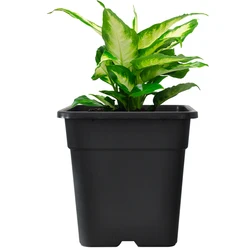 Black Thicken Plastic Rosa Chinensis Gallon Plant Pot Flowerpot With Drainage Hole And Tray