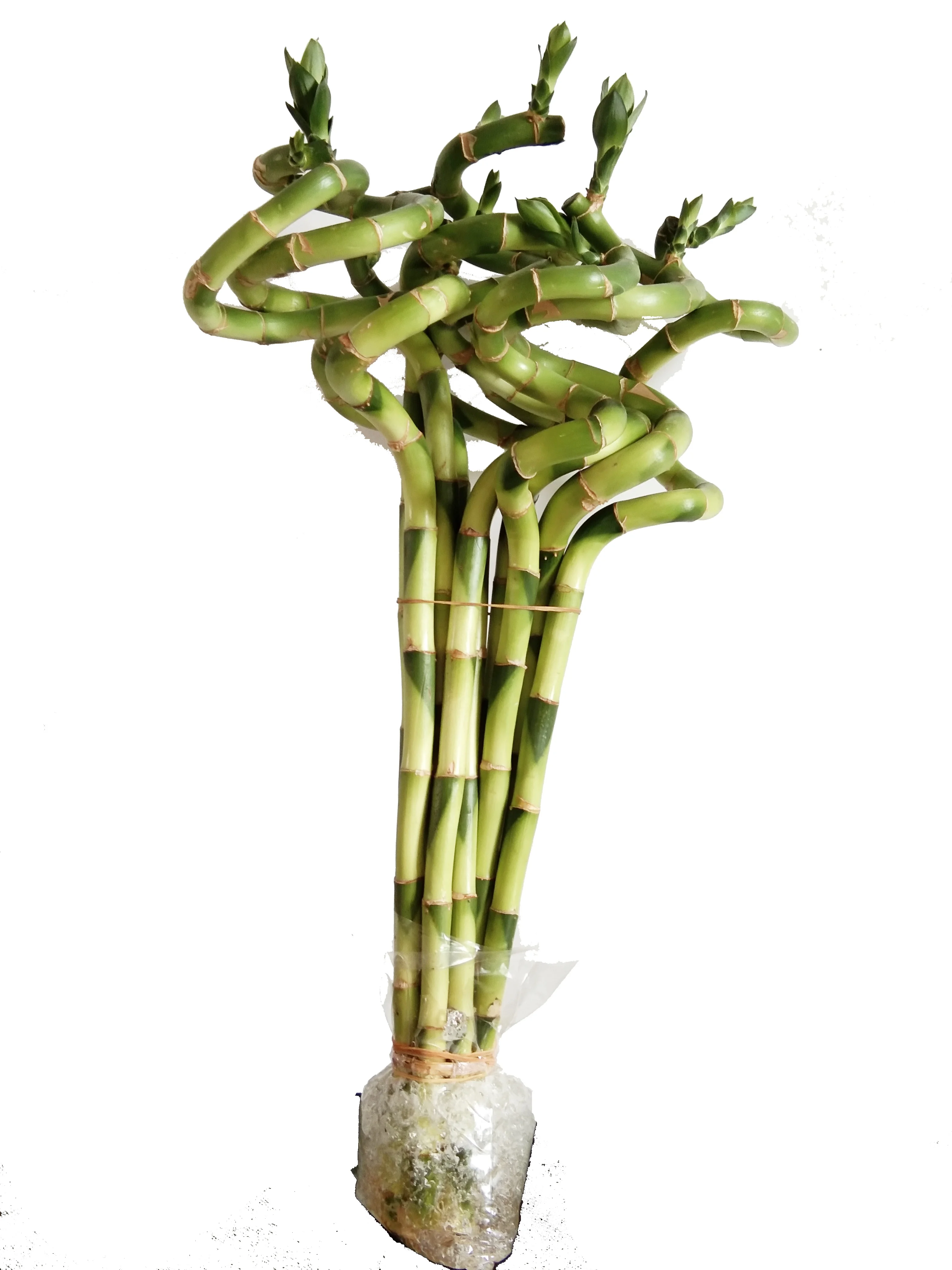 Зеленая спираль счастливое бамбуковое растение драцена сандриана хорошего качества Чжаньцзян