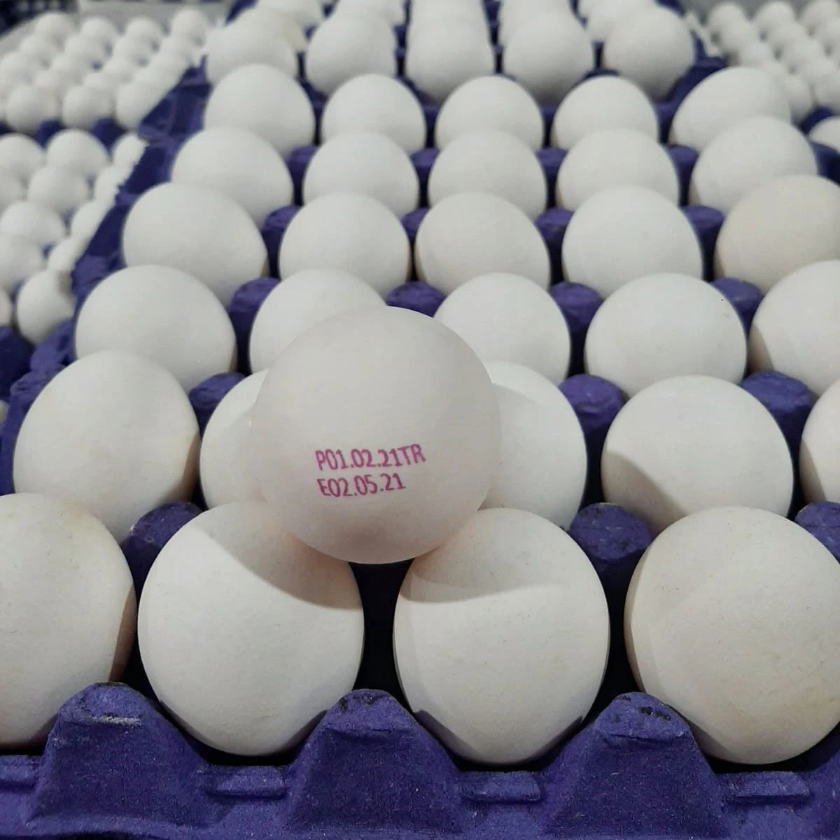 Chicken Egg From Turkey Fresh and Natural Egg Wholesale Price Animal Products Eggs Best Price Best Quality