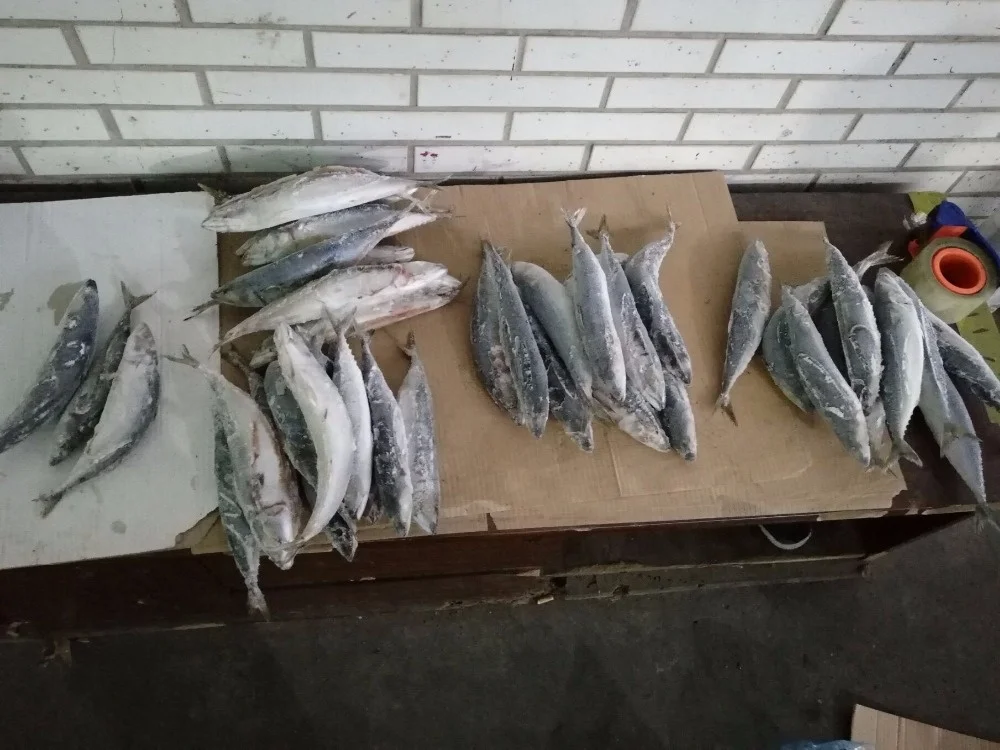 Scomber Japonicus Frozen Pacific Mackerel Fish