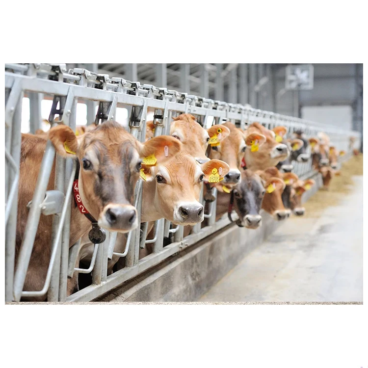 Сборная стальная конструкция Cowshed молочная ферма для крупного рогатого