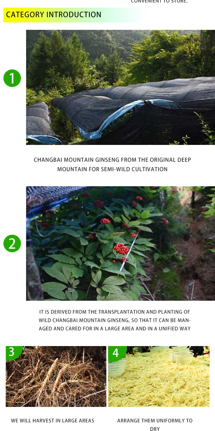 Natural Organic Wild Panax Ginseng Root Dried Red Korean Ginseng Extract Whole Ginseng Root