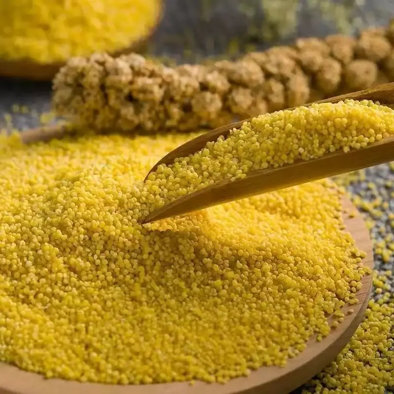 China Factory Good Quality Organic Healthy Ingredients Yellow Seeds Foxtail Millet