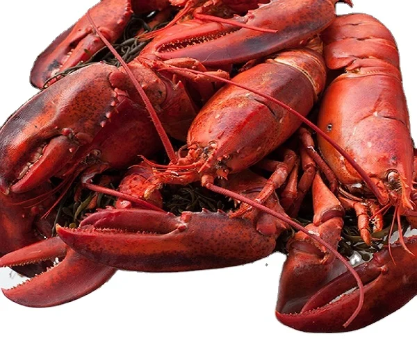 BEST CHEAP FROZEN LOBSTER / FROZEN LOBSTER TAIL / FRESH LIVE LOBSTER