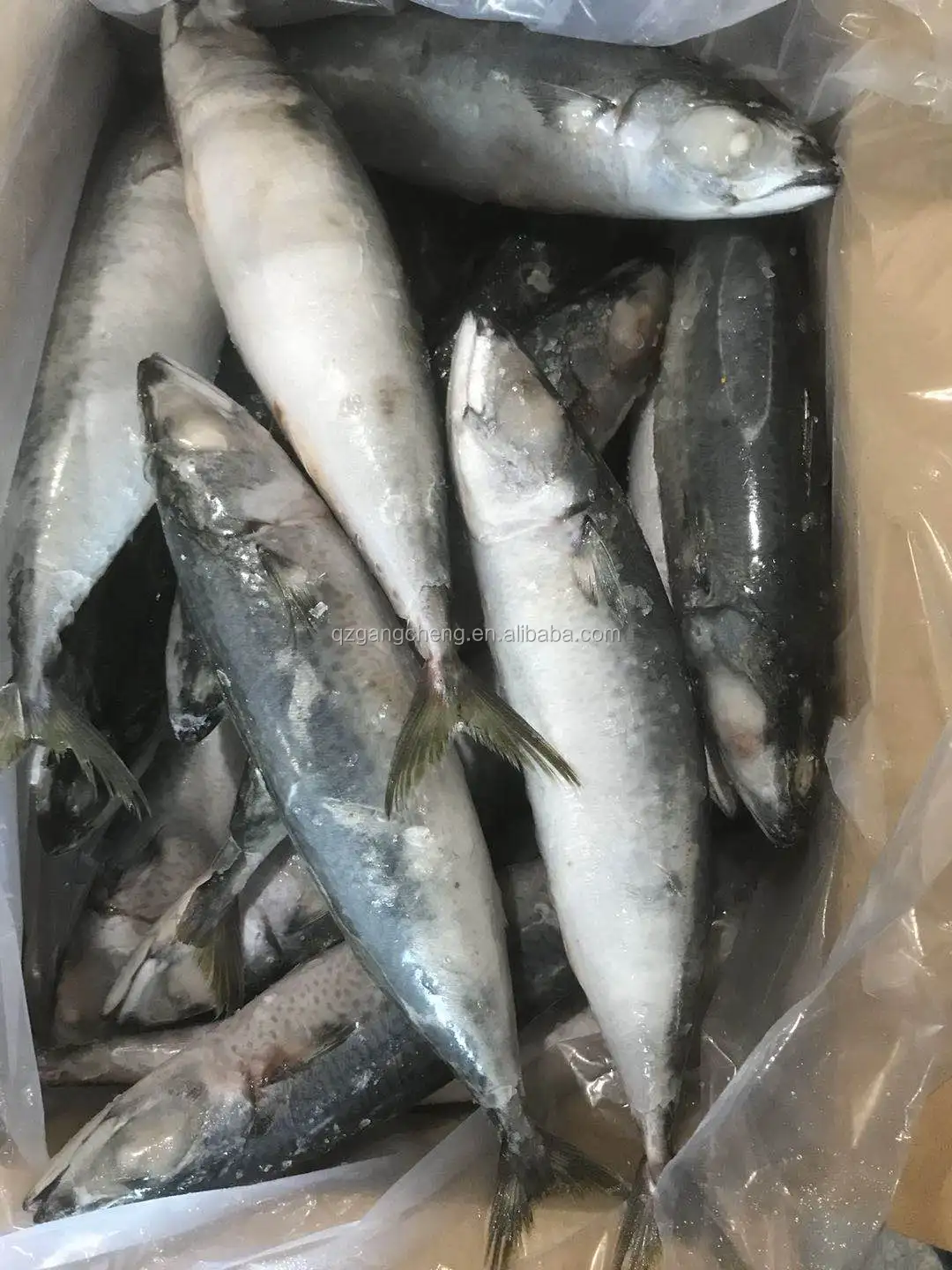 Pacific Mackerel Seafood fish fresh frozen  8/10pcs  Philippines cheap