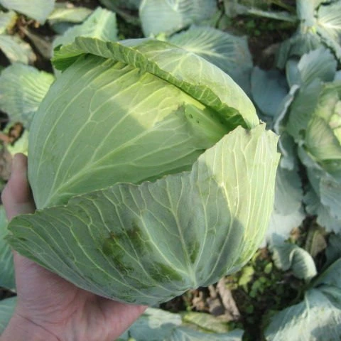 
small round fresh cabbage 