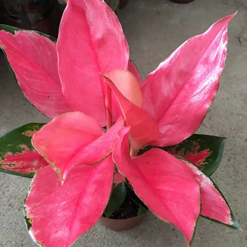 Оптовая продажа от Aglaonema ChinaRed отправка в