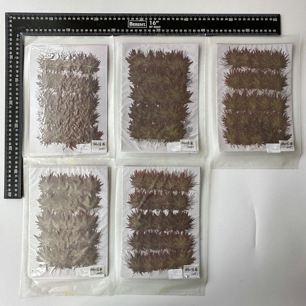 12pcs/pack Maple Leaf Autumn Color Series Pressed Leaf For Photo Paint Frame Resin DIY Craft