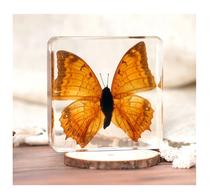 Best Sale Real Butterfly Paperweight Taxidermy Resin Specimen Dried Insect Embedded crystal acrylic Resin Specimens for Display