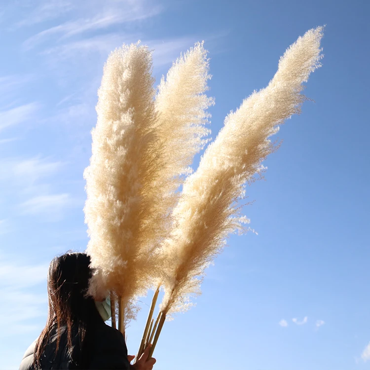 AA-5 2022 New Arrivals Amazon 7 Sticks Natural Decorative Flowers Dried Flower Artificial Flowers Large Pampas Pampa Grass