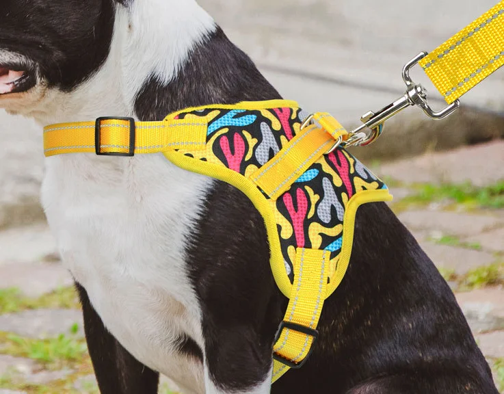 Bark Collar Leash With Toy Cat Usb Led Dog Rope Pet Chain Harness Plush Pvc Leather Stylish Tweed Big Bell Voyager Studded