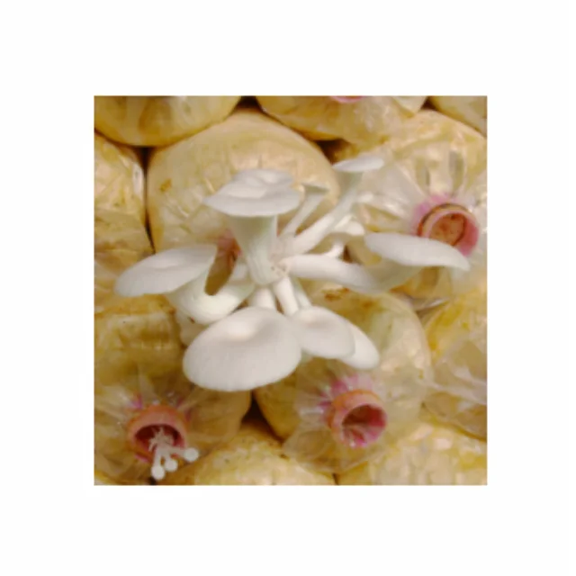 
Hottest Selling Wholesale Cheapest White Oyster Mushroom Spawn Bags 